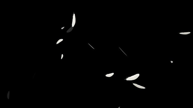 Down feathers falling slowly filling screen against black, Feathers are falling downwards, animation Isolated gently falling white feathers. Abstract animation. Flying Feather On Black Background.
