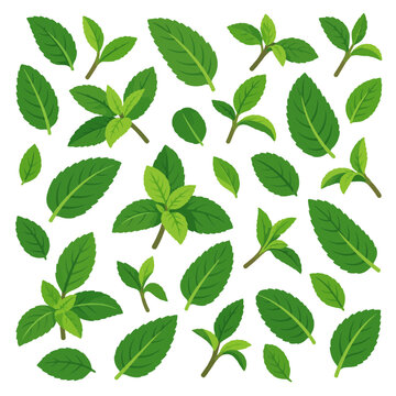 Seamless pattern of green mint leaves