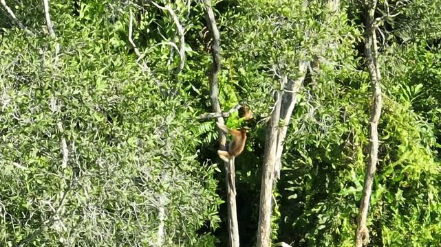 A juvenile proboscis monkey (Nasalis larvatus) playing in the tropical forest.
