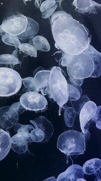 Group of white jellyfish swimming gracefully in a dark aquarium tank.