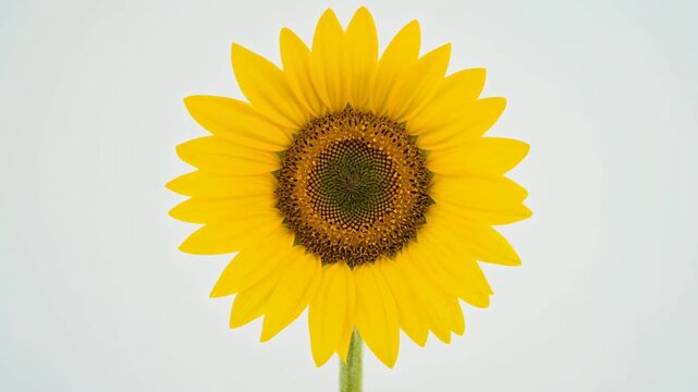 一輪咲きのひまわり