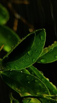 Layered dark green dotted kaffir lime leaves with a sharp thorn under heavy rain Vertical Video 24fps