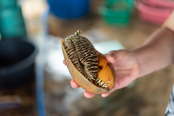 Close up of striped marine sea snail held human hand showing its patterned soft body large shell detailed tropical marine wildlife features © JP.Studio
