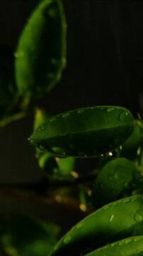 Falling rain streak beside a wet double lobed citrus foliage covered in rain drops Vertical Video 24fps
