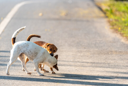 Two dogs sniffing exploring together quiet rural road warm sunlight showing natural canine behavior companionship outdoor animal life