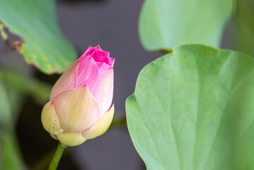 Beautiful pink lotus bud surrounded by fresh green leaves soft natural background highlighting delicate petals peaceful nature tropical botanical beauty © JP.Studio