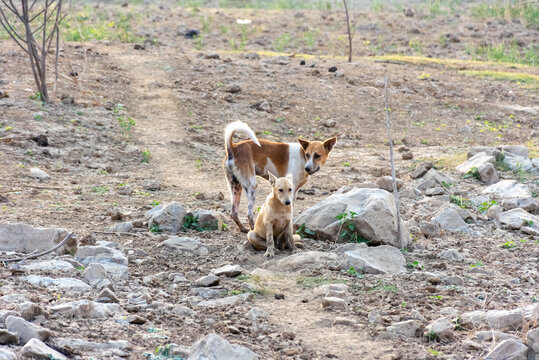 Two stray dogs standing together dry rocky ground rural outdoor area showing natural canine behavior life of free roaming animals