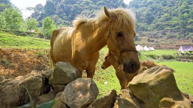 Mare and Foal Standing Near Stone Fence in Rural Valley