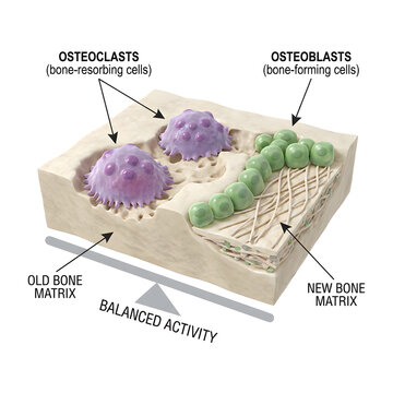 Osteoclasts and osteoblasts balance bone matrix remodeling activity.