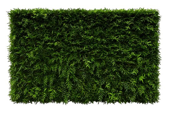 Green hedge or Green Leaves Wall on isolated