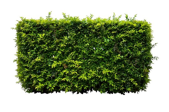 Green hedge or Green Leaves Wall on isolated