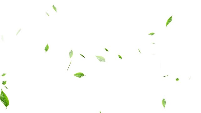 Loopable Leaves Animation on Black Background, White Background, Leaves falling background. Autumn leaves falling. Apple ProRez. Forest Green Falling Leaves Autumn Nature Animation