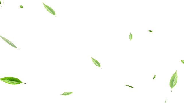 Loop Green falling leaves on alpha channel. 4k abstract beautiful green falling leaves on the white background. Green falling autumn leaves. 3D animation nature tree 