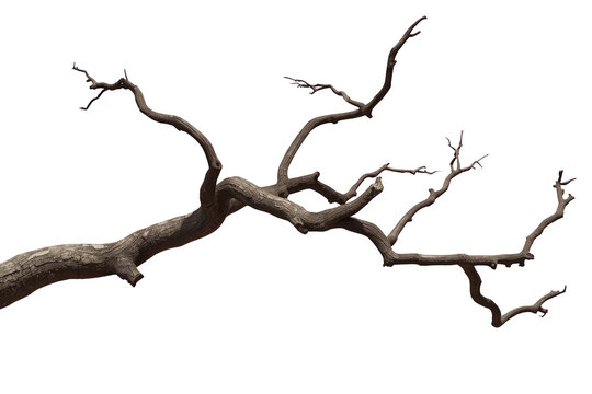 Gnarled bare tree branch with many thin twigs
