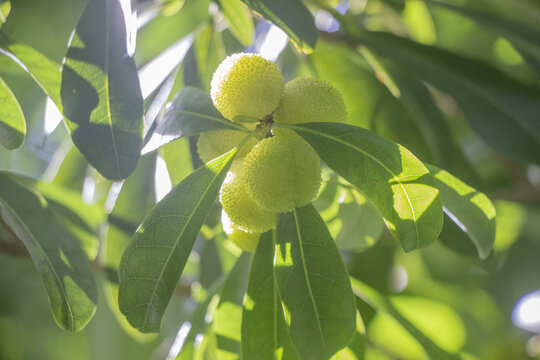 Green Yangmei Berries on Branch with Sunlit Leaves