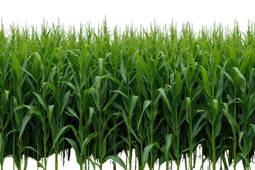 Obraz premium Tall green corn field border with dense stalks
