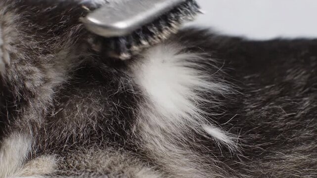 A person brushes a dog's fur in a bright indoor space. This activity helps to remove loose hair and keeps the dog's coat in good condition. Watching this can show how to care for pets