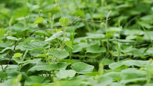新緑の葉に覆われた野原の風景