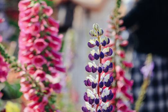 Purple and White Lupine Bloom in Colorful Flower Garden