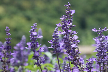 Fototapeta premium Purple salvia flowers blooming in garden