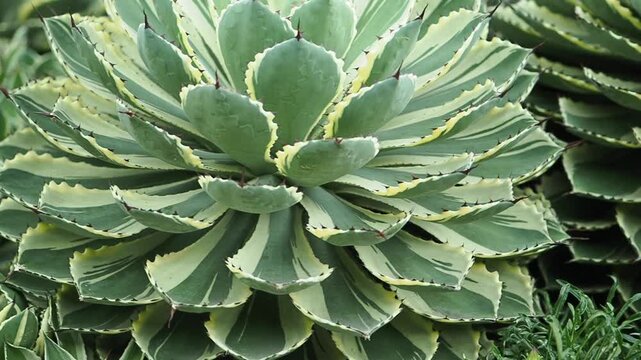 Succulent plants displayed in a garden setting