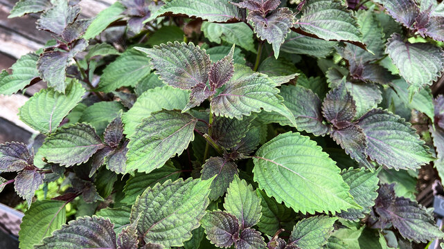 Purple and green coleus foliage in garden