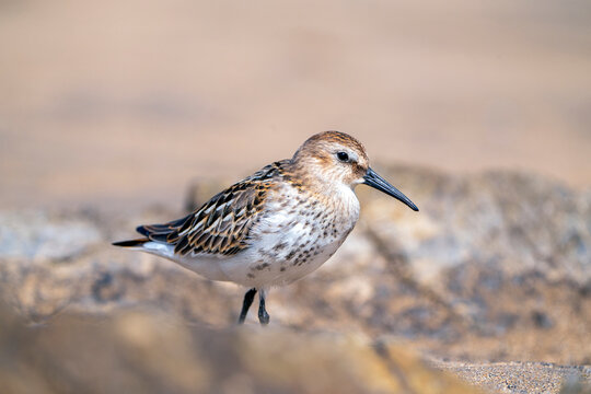 Dunlin, calidris alpina feeding on the beach sand.
