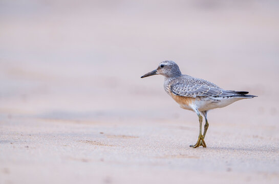 Red Knot feeding on the beach sand.