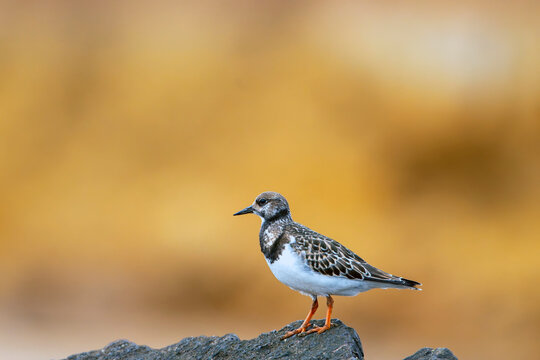 Ruddy turnstone perched on the shore.