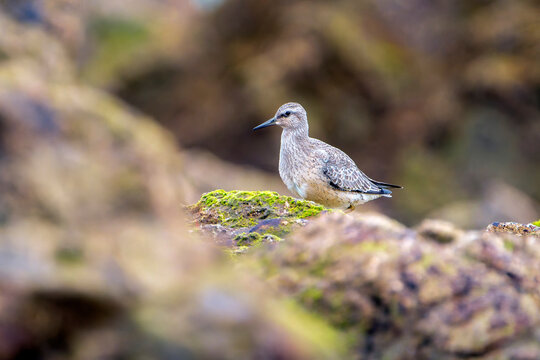 Red Knot feeding on the beach sand.