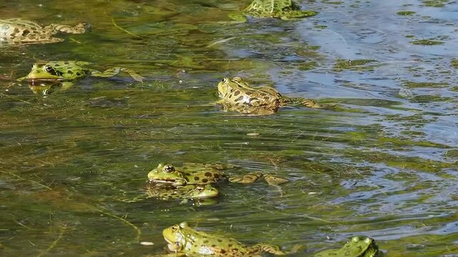 Common frog, Rana temporaria, reptiles croaking in the water, also known as the European common frog or European grass frog is a semi-aquatic amphibian of the family Ranidae 