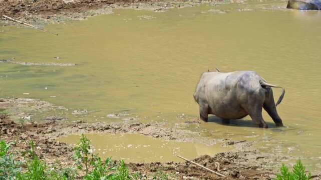 Wide shot of a wild buffalo standing in muddy green water to cool off and bathe during natural daylight