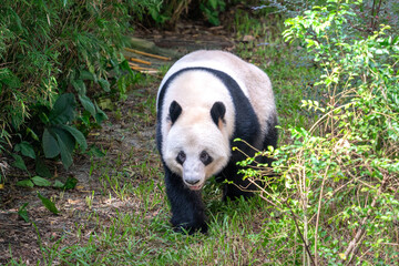 Giant Panda Walking Through Bamboo Forest © NguyenNhat