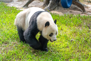 Giant panda walking on green grass © NguyenNhat