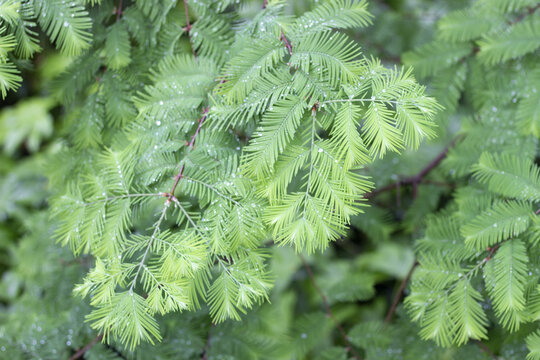 Fresh Green Conifer Foliage Close-Up