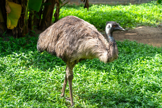 Emu Standing on Green Grass in Tropical Garden