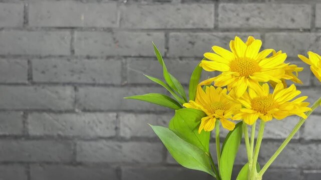 Bright yellow daisy flowers against a gray brick wall make a cheerful and natural background for springthemed designs. Perfect for floralthemed projects.