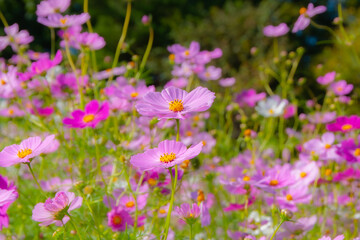秋の陽光に映えるピンクの満開コスモス Pink cosmos flowers blooming with soft bokeh background © MW Plus