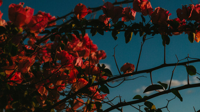 flowers