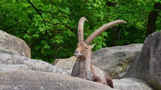 Alpine ibex, Capra ibex also known as the steinbock or bouquetin, is a species of wild goat that lives in the mountains of the European Alps.