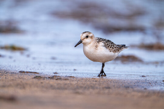 Sanderling resting on the coast.