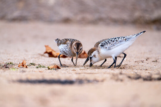 Sanderling and Dunlin, feeding on the beach sand.