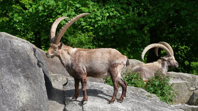 Alpine ibex, Capra ibex also known as the steinbock or bouquetin, is a species of wild goat that lives in the mountains of the European Alps.