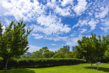 Fototapeta premium Green City Park Under a Bright Blue Sky
