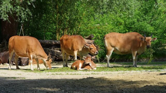 Family of Banteng, Bos javanicus or Red Bull. It is a type of wild cattle But there are key characteristics that are different from cattle and bison: a white band bottom in both males and females.
