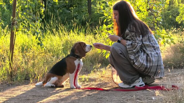 Beagle dog gives a paw to a female owner during an outdoor training session, pet obedience, canine learning and playful companionship.