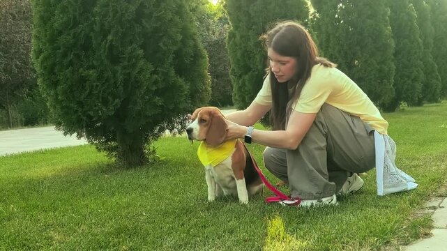 Pet lover pets a beagle dog during outdoor training in a park, canine bonding, affection, obedience practice and animal companionship.