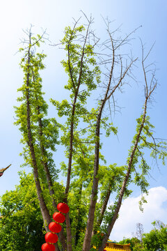 Red lanterns hanging on tall trees in a green garden under a blue sky