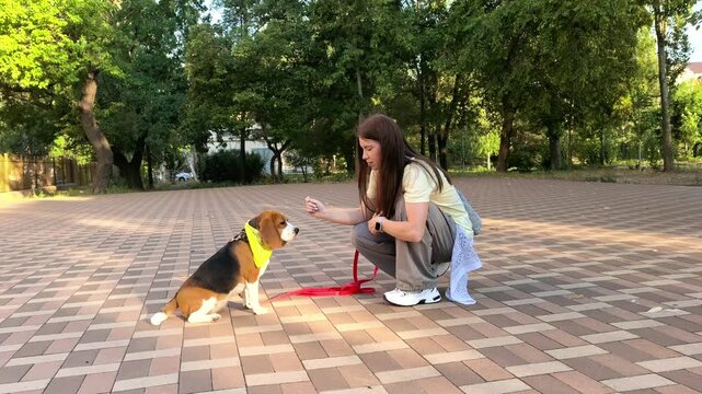 Purebred beagle sits and looks attentively at a treat during an outdoor training session, pet obedience, focus and canine learning.