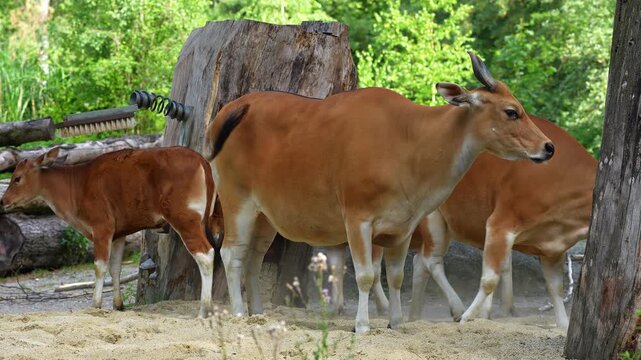 Family of Banteng, Bos javanicus or Red Bull. It is a type of wild cattle But there are key characteristics that are different from cattle and bison: a white band bottom in both males and females.